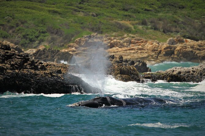 Hermanus Land based Whale Tour with Dave de Beer - Price and value: what you’re paying for at about $80.81