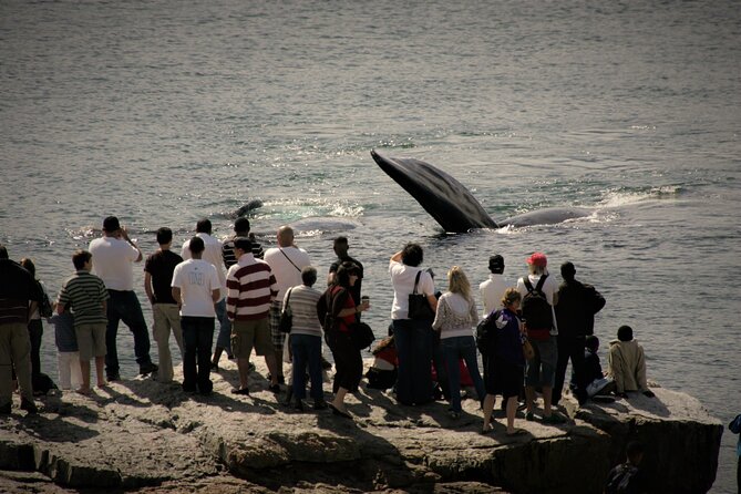 Hermanus Land based Whale Tour with Dave de Beer - Practical tips for a smoother cliff path whale watching day