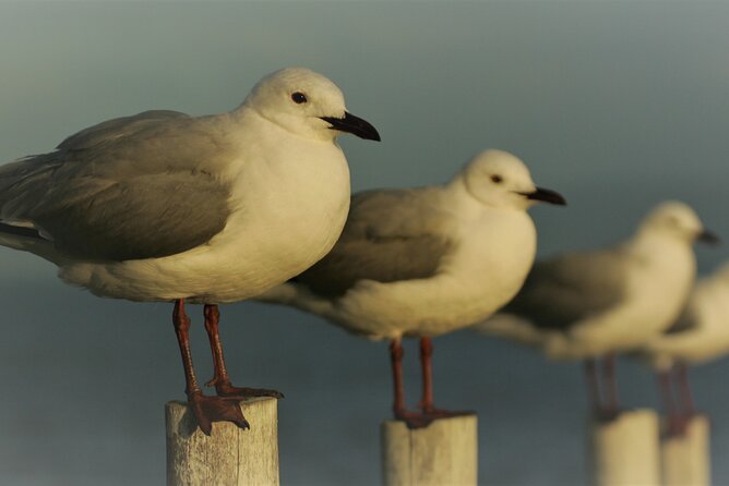 Hermanus & Overberg Birding - Meeting at Whale Museum, Then Getting Out Early