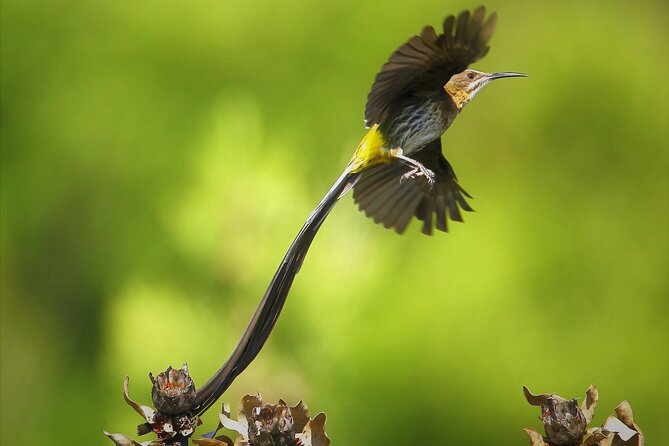 Hermanus & Overberg Birding - What You’ll Actually Look For: Seabirds to Fynbos Birds