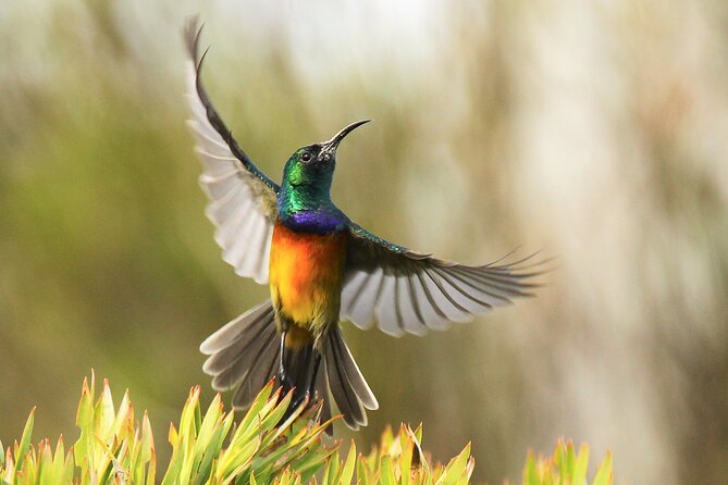 Hermanus & Overberg Birding - Timing, Comfort, and the Gear Reality for a 3-Hour Tour
