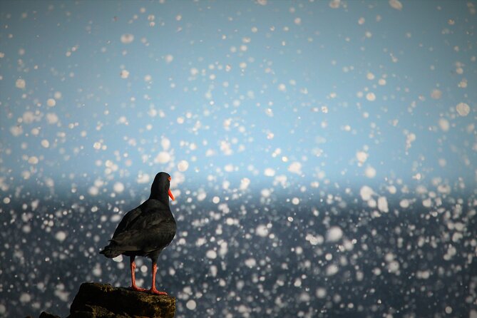 Hermanus & Overberg Birding - Who This Tour Suits Best in Hermanus