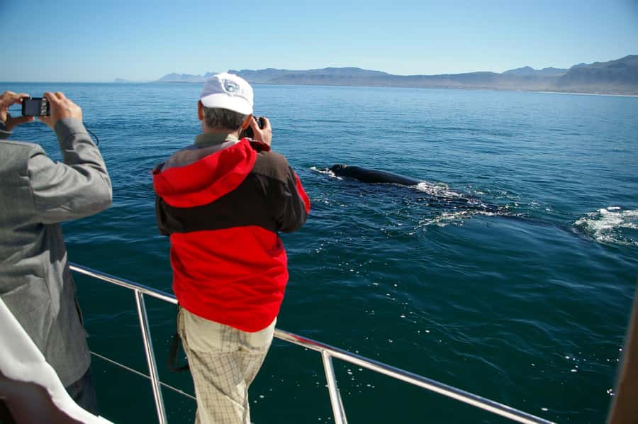 Hermanus: Whale and Dolphin Watching Boat Trip - Key Points I’d Highlight Before You Go