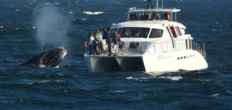 Hermanus: Whale and Dolphin Watching Boat Trip - Hermanus From the Water: Why This Cruise Feels Worth It