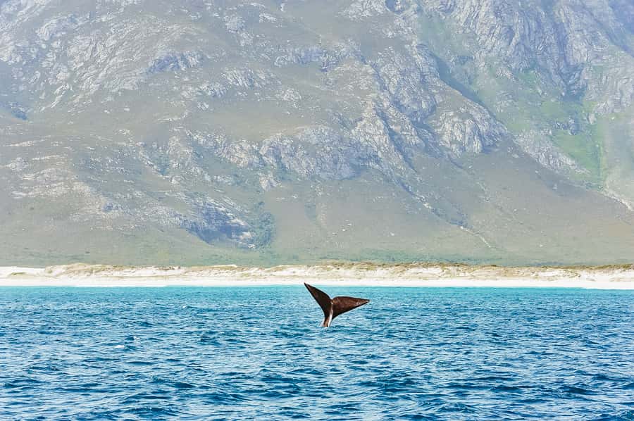 Hermanus: Whale and Dolphin Watching Boat Trip - The Whale Specialist and Crew: What You Learn While You Watch