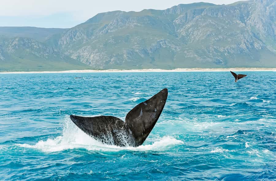 Hermanus: Whale and Dolphin Watching Boat Trip - What You Can See in Walker Bay: Whales, Dolphins, and the Wild Extras