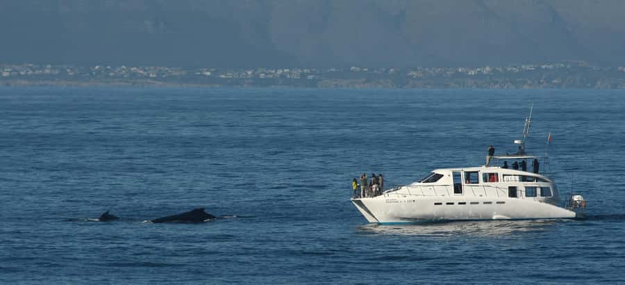Hermanus: Whale and Dolphin Watching Boat Trip - Staying Comfortable: Clothing, Cameras, and Seasickness Basics