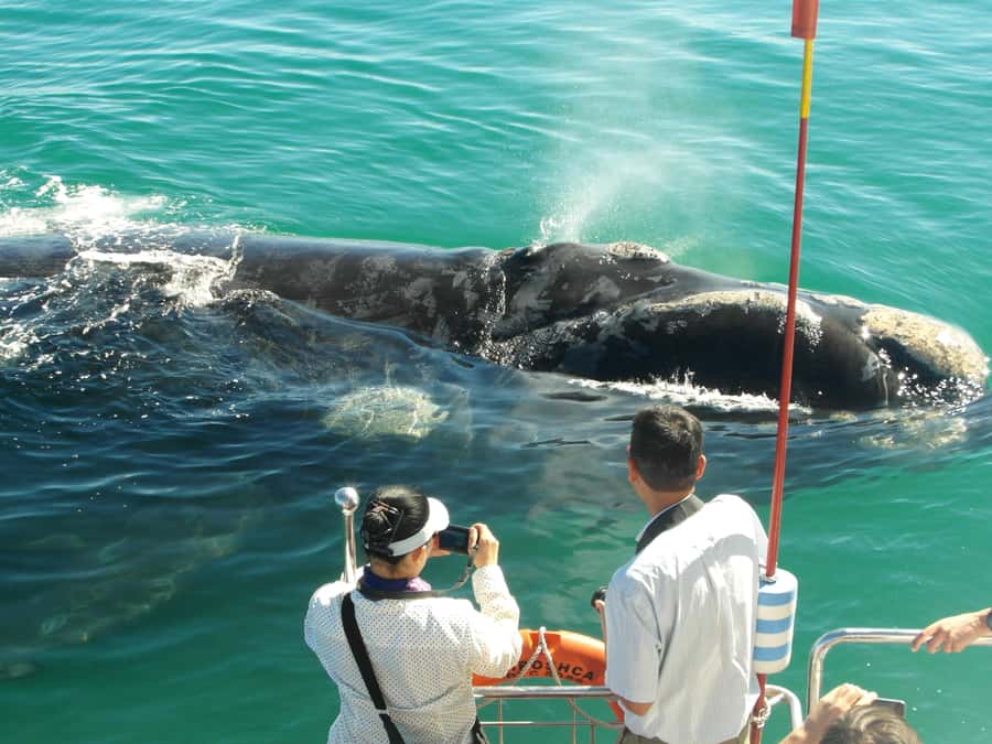 Hermanus: Whale and Dolphin Watching Boat Trip - Meeting at the Whale Shack, Then Settling In
