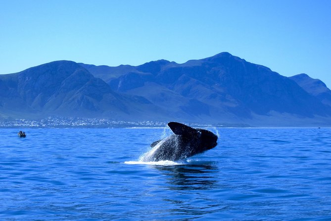 Hermanus Whale Coast Wine Tour (Cape To Grape Wine Tours) - Stop 1: Hamilton Russell Vineyards tasting hour