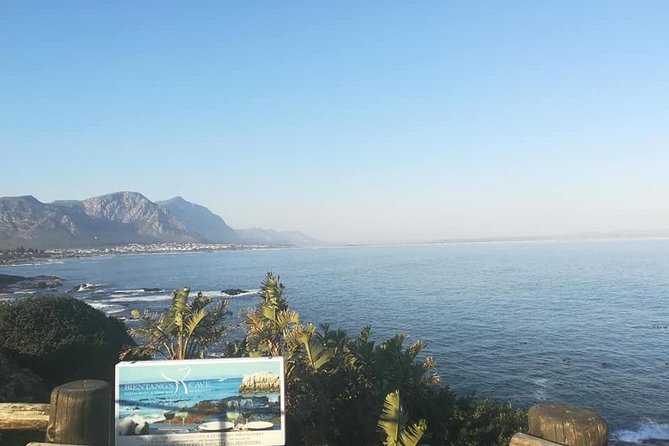 Hermanus Whale Coast Wine Tour (Cape To Grape Wine Tours) - Pickup, minivan comfort, and the Adriaan factor