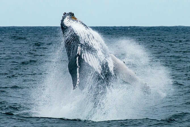 Hermanus Whale Watching and Wine Tasting - Key points that make this tour work