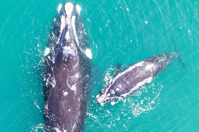 Hermanus Whale Watching and Wine Tasting - Stop 2, Hermanus Waterfront: views and time to reset