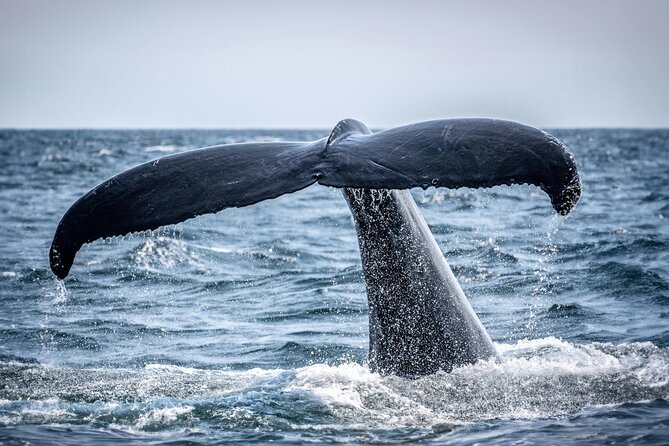 Hermanus Whale Watching and Wine Tasting - Who should book this tour, and who might want a different plan