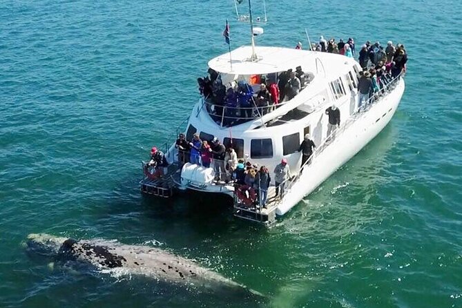 Hermanus Whale Watching and Wine Tasting Private Tour - Key highlights you will feel from day one