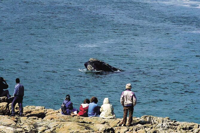 Hermanus Whale Watching and Wine Tasting Private Tour - Hermanus whale watching is the star of the show