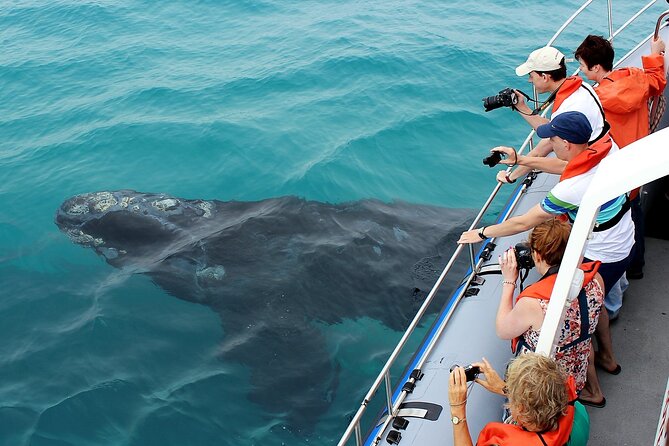 Hermanus Whale Watching and Wine Tasting Private Tour - The 3-hour whale cruise on Hermanus waters