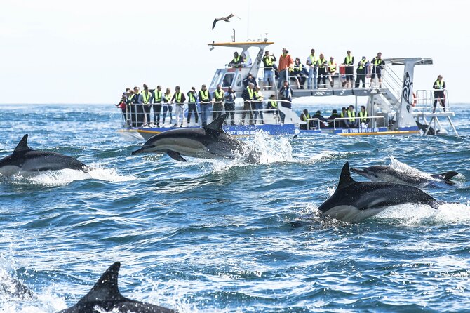 Hermanus Whale Watching and Wine Tasting Private Tour - Stony Point penguins in 30 minutes, and why it works