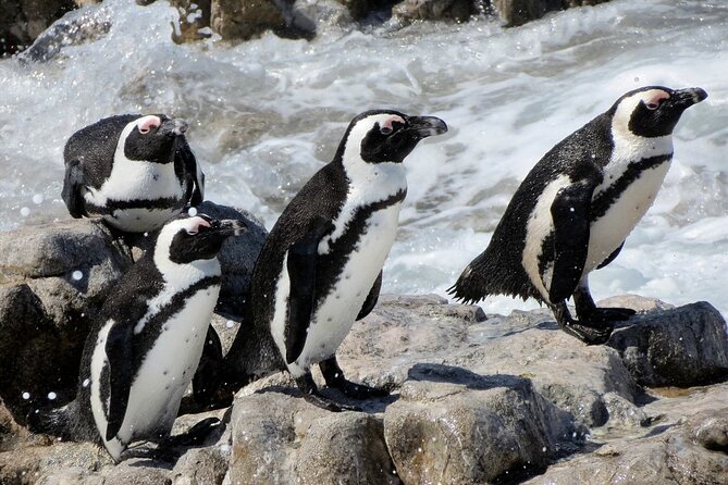 Hermanus Whale Watching and Wine Tasting Private Tour - Price and value: what you get for $300 per person