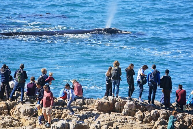 Hermanus Whale Watching and Wine Tasting Private Tour - The early 5:30 am start, and why it helps