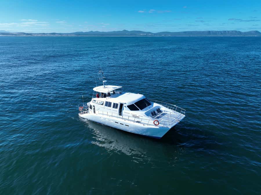 Hermanus: Whale Watching and Wine Testing - Hermanus and Walker Bay: why this whale trip is the whole point