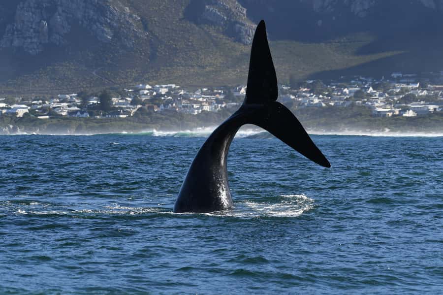 Hermanus: Whale Watching and Wine Testing - Private pickup that makes the day feel easier