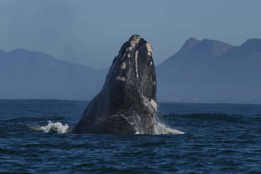 Hermanus: Whale Watching and Wine Testing - The winery tasting experience: what you’ll actually do