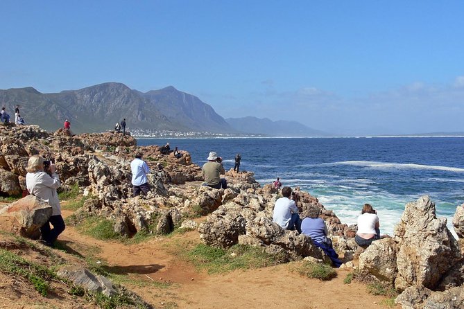 Hermanus Whale Watching Day Trip from Cape Town - Key Things to Know Before You Go