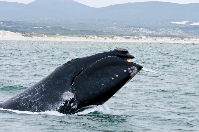Hermanus Whale Watching Day Trip from Cape Town - Why Hermanus Is Such a Strong Whale-Spot From Cape Town