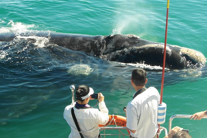 Hermanus Whale Watching & Penguins Shared Tour from Cape Town - How long you really need: 2 to 3 hours at sea
