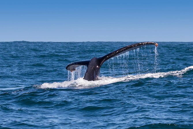 Hermanus Whale Watching & Penguins Shared Tour from Cape Town - Group size, guides, and the human factor that matters