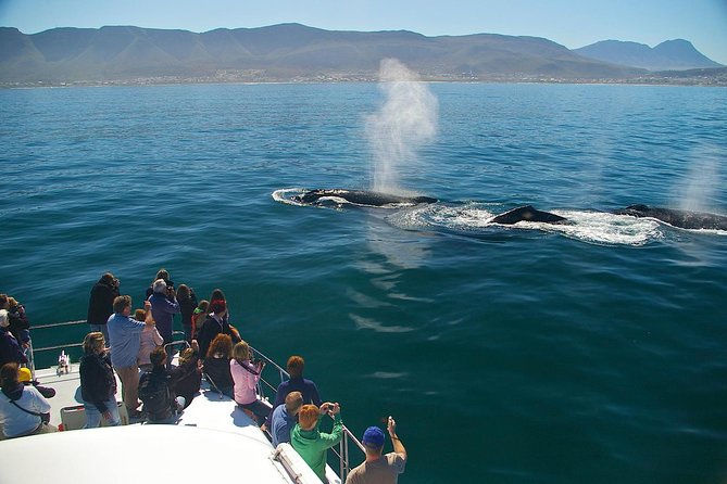 Hermanus Whale Watching Shared Boat Trip and Private Wine Tour from Cape Town - The 6:30 am departure, and why that start time is a win