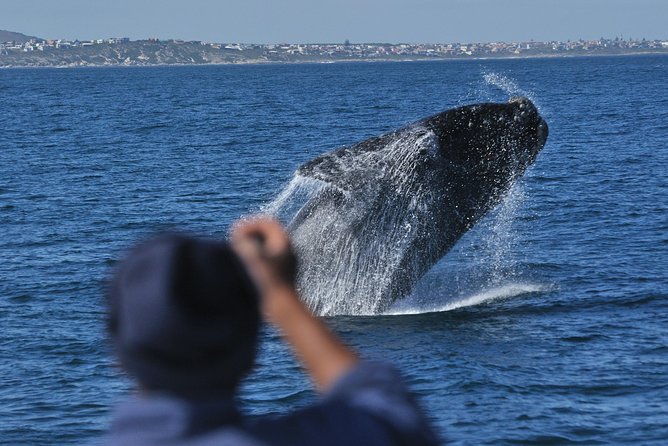 Hermanus Whale Watching Shared Boat Trip and Private Wine Tour from Cape Town - Wildlife bonus: it is not only whales out there
