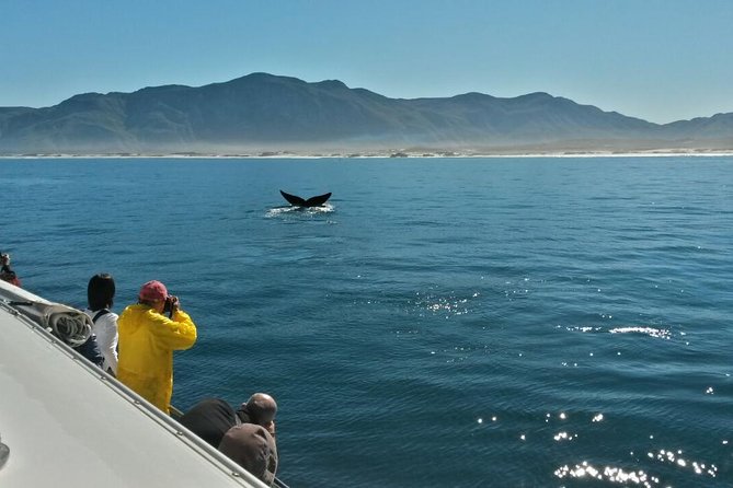 Hermanus Whale Watching Shared Boat Trip and Private Wine Tour from Cape Town - The Hermanus Winelands wine stop: tasting breaks, plus lunch you pay yourself