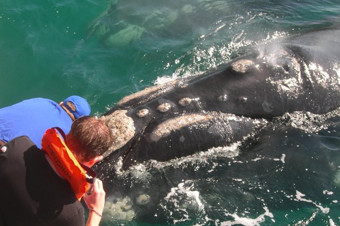 Hermanus Whale Watching Shared Boat Trip and Private Wine Tour from Cape Town - The return drive on R44, and how to end a long day well