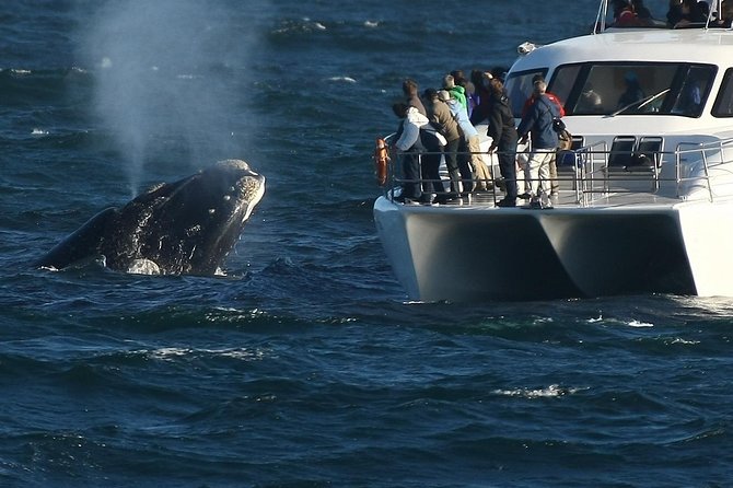 Hermanus Whale Watching Shared Boat Trip and Private Wine Tour from Cape Town - Southern Right Charters boat ride from New Harbour: what the whale watching feels like