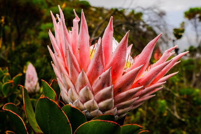Hike Table Mountain via the India Venster trail - Stop 2: Summit plateau walking and the cable car descent plan