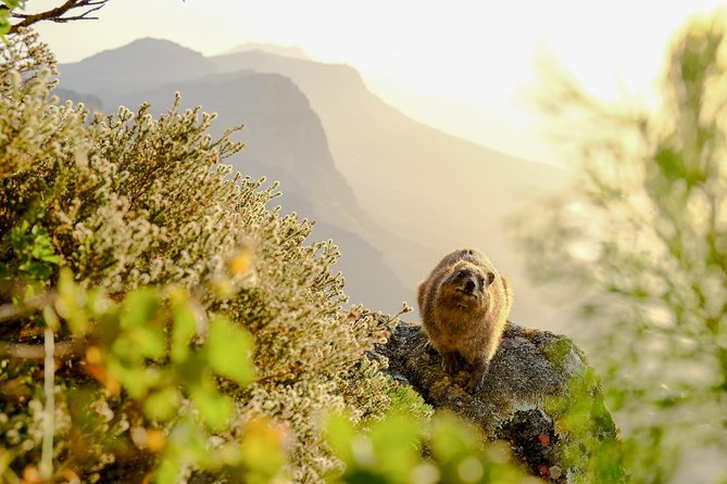 Hike Table Mountain via the India Venster trail - Price and value: what you pay for, and what it actually costs