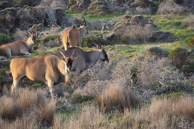 Hiking Cape of Good hope, Cape Point & Penguins Private Full Day - Ostrich Farm Break on the Southern Edge Before the Trail
