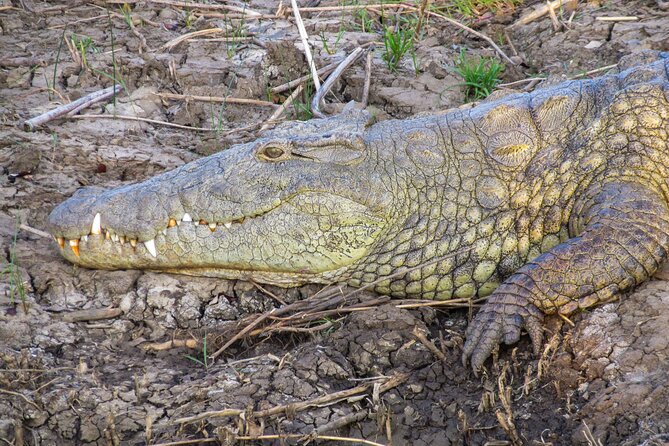 Hippo and Croc Boat Cruise in Saint Lucia with collection - St Lucia Estuary, Where Hippos Own the Frame