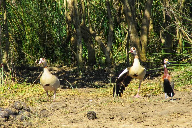 Hippo and Croc Boat Cruise in Saint Lucia with collection - Mangroves, Hippos, and Bird Watching on the St Lucia Estuary