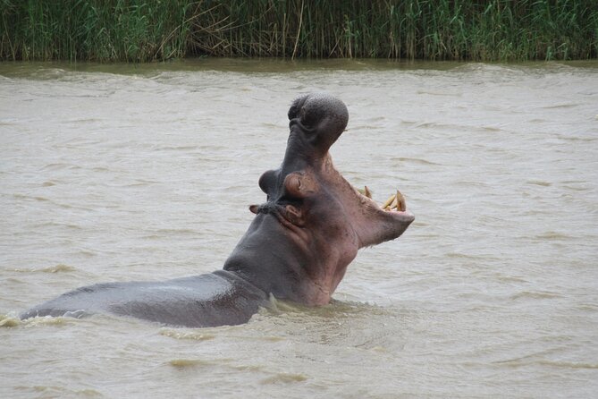 Hippo and Croc Boat Cruise in Saint Lucia with collection - Hot Drinks, Rusks, and Snacks That Keep You Comfortable
