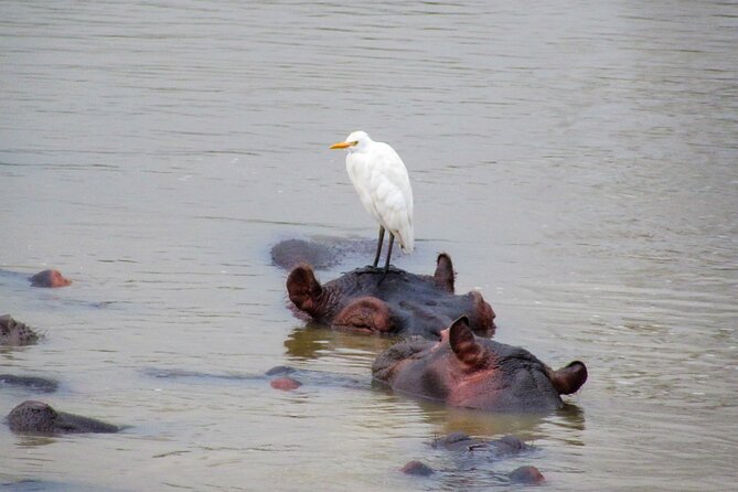 Hippo and Croc Boat Cruise in Saint Lucia with collection - Morning Versus Afternoon, Choosing the Best Light
