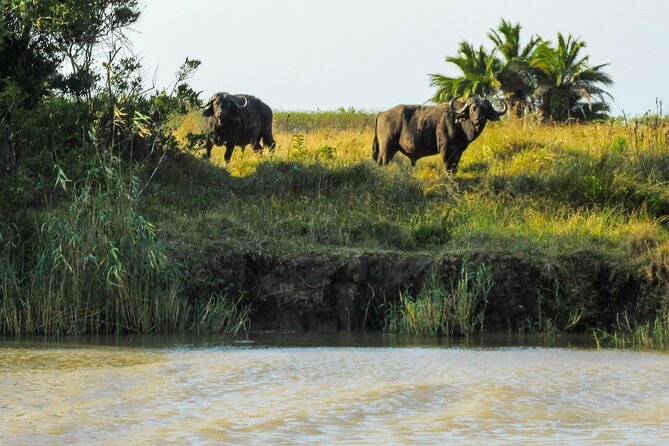 Hippo and Croc Boat Cruise in Saint Lucia with collection - Crocs and Crakes: The Wildlife Reality Check (It’s Still Worth It)