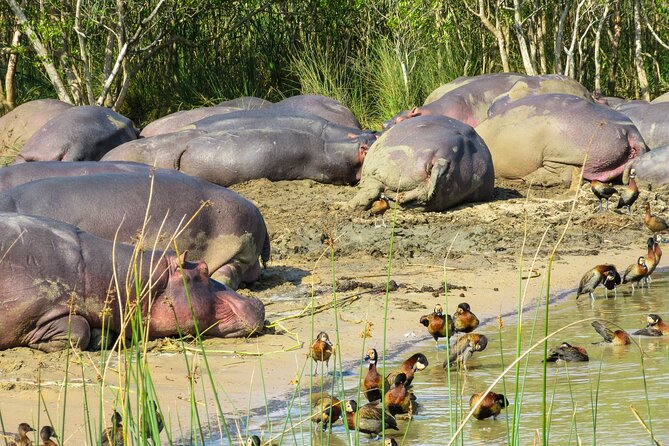 Hippo and Croc Boat Cruise in Saint Lucia with collection - The 2-Hour Cruise Plan, What the Time Actually Buys You