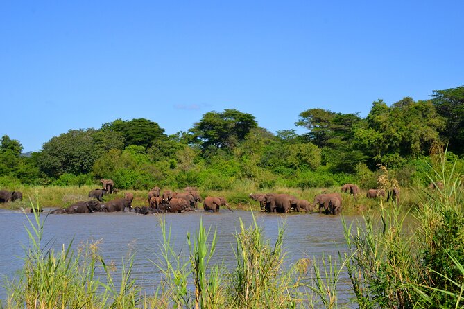 Hluhluwe and Imfolozi Safari Day Tour from Richards Bay - Comfort and practicalities: who this tour suits best