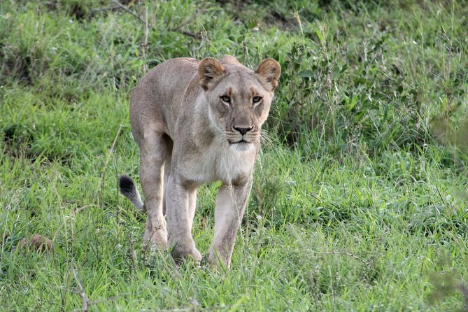 Hluhluwe Game Drive - Half day - Quick hits before you go