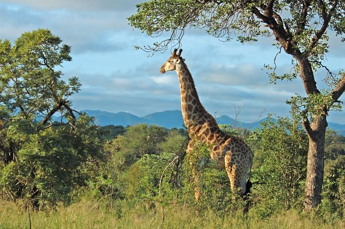 Hluhluwe Game Reserve Safari from Durban - Key highlights you should care about