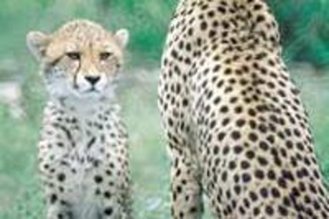 Hluhluwe Game Reserve Safari from Durban - Durban to Hluhluwe-iMfolozi: the early start that shapes your safari