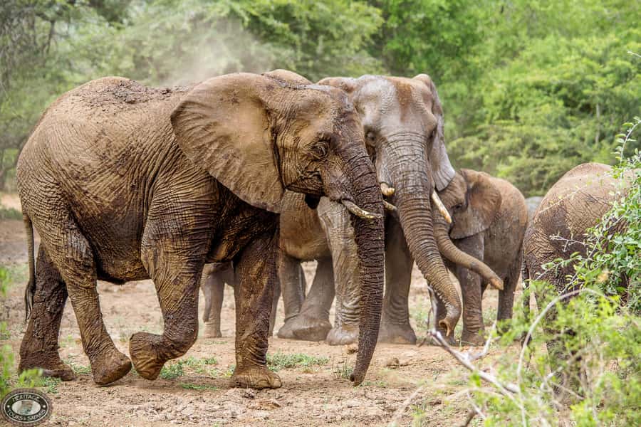Hluhluwe-Imfolozi: Big 5 Full or Half-Day Safari - Key highlights at a glance