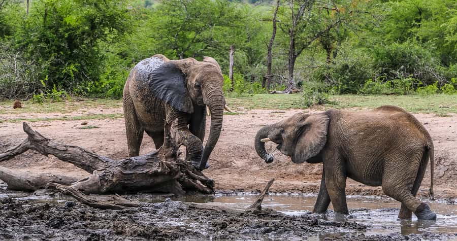 Hluhluwe-Imfolozi: Big 5 Full or Half-Day Safari - Price and value: is $87 worth it for a Big 5 day?